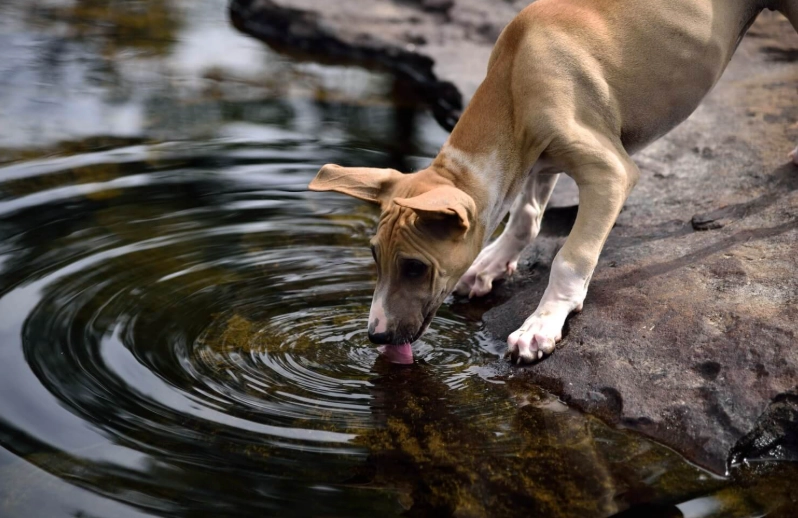 polydipsia in dogs polydipsia in dogs