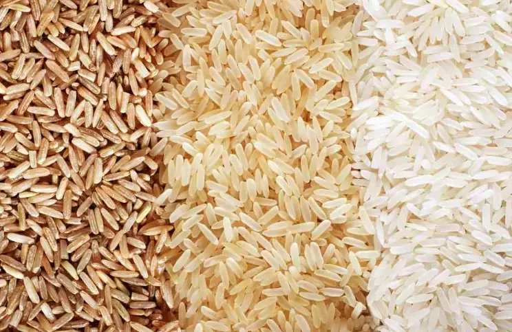 can dogs eat rice can dogs eat rice