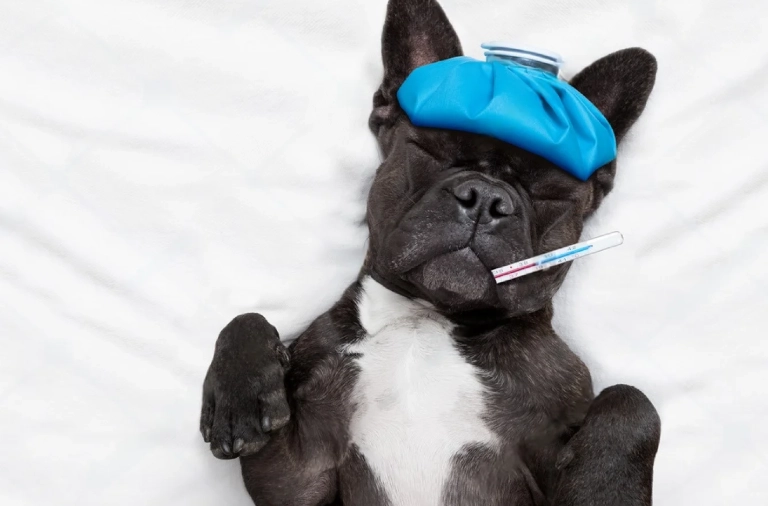 canine influenza treatment