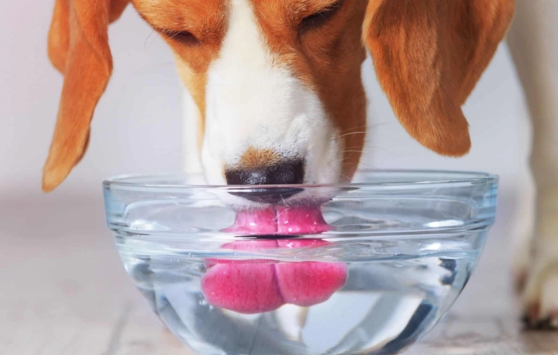 excessive thirst in dogs excessive thirst in dogs