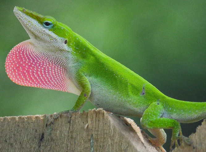 green anole lizard