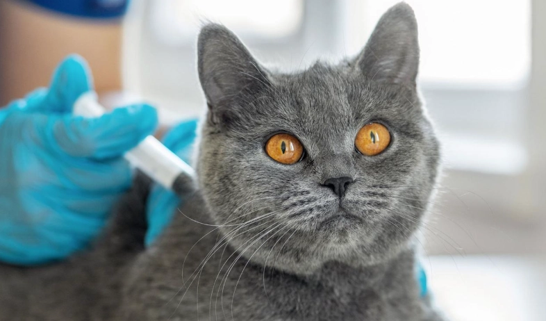 cat vaccination schedule