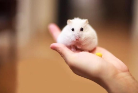 how long do hamsters live