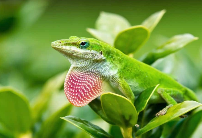 green anole lizard