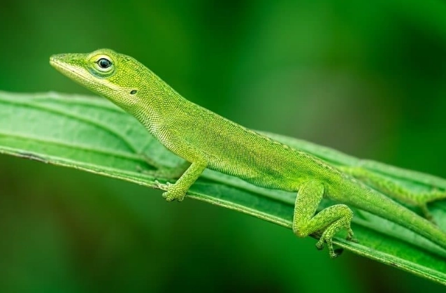 anole lizard care