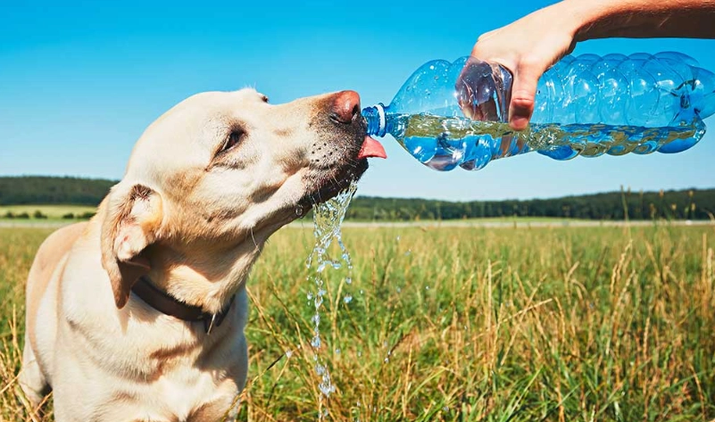 polydipsia in dogs polydipsia in dogs