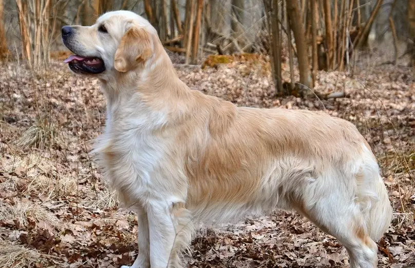 golden retriever lifespan golden retriever lifespan