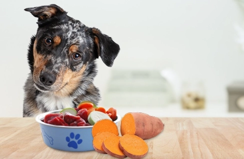 sweet potato for dogs