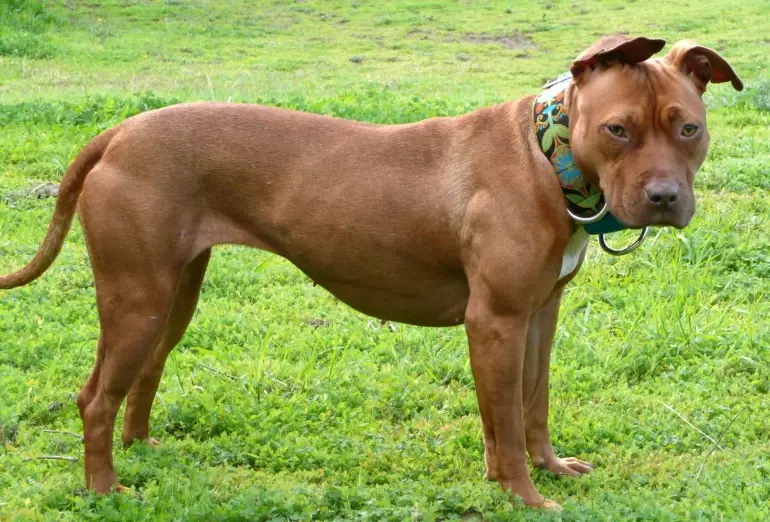 pitbull terrier care