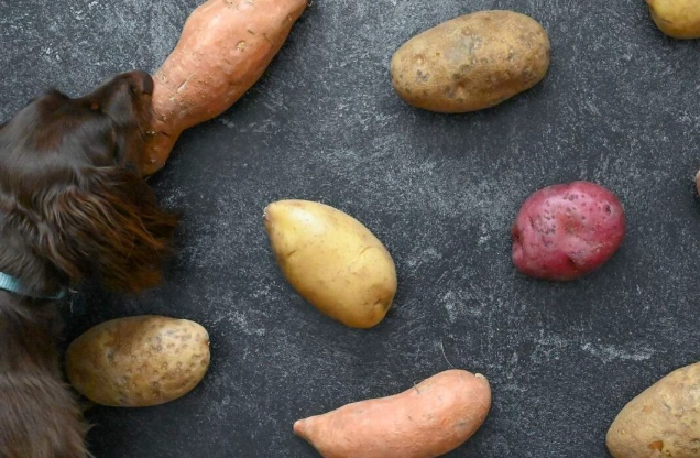 sweet potato for dogs