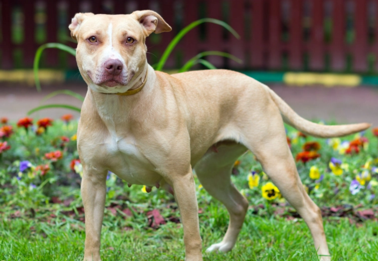 pitbull terrier temperament