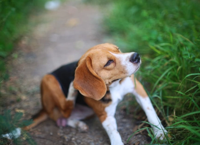 dog allergy medicine