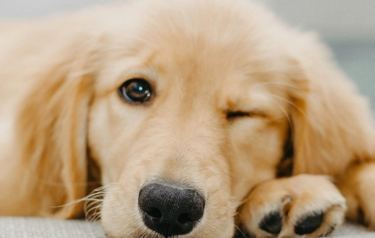 golden retriever lifespan golden retriever lifespan