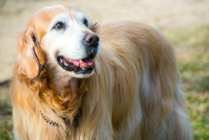 golden retriever lifespan golden retriever lifespan