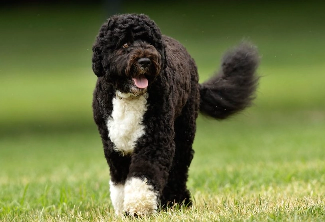 Portuguese Water Dog hypoallergenic