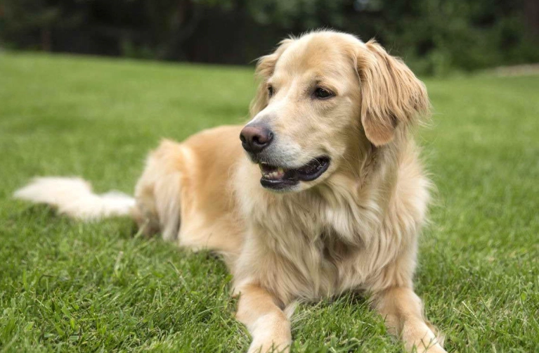 how long do golden retrievers live how long do golden retrievers live