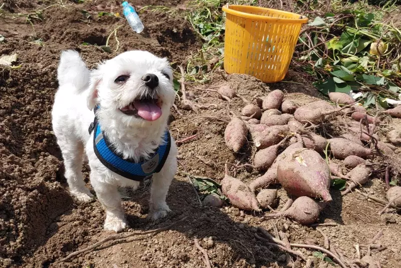 sweet potato dog treats