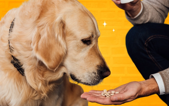 dog allergy medicine