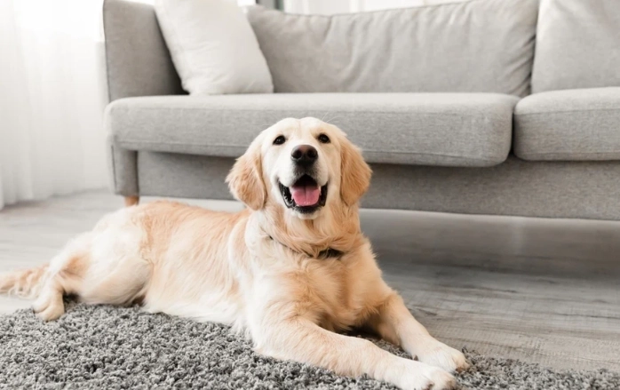 how long do golden retrievers live how long do golden retrievers live