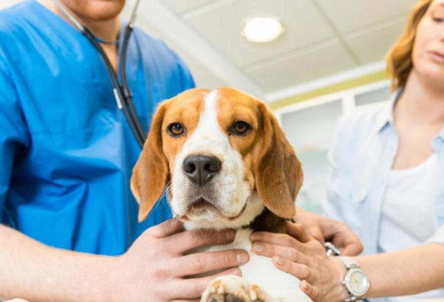 canine liver failure