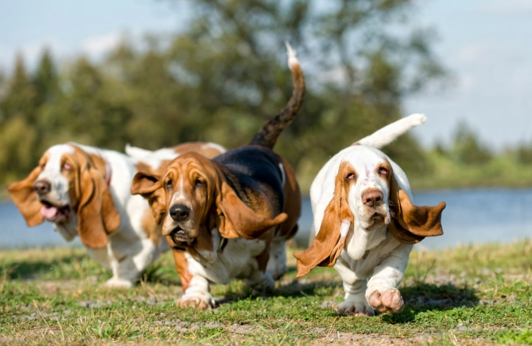 scent hounds vs sighthounds