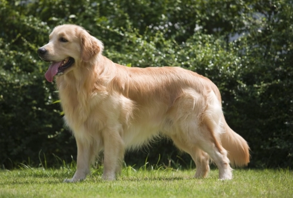 how long do golden retrievers live how long do golden retrievers live