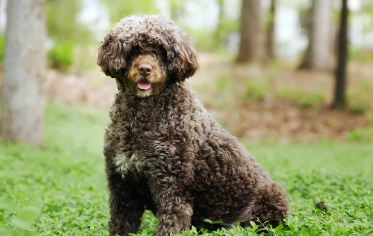 Portuguese Water Dog breed
