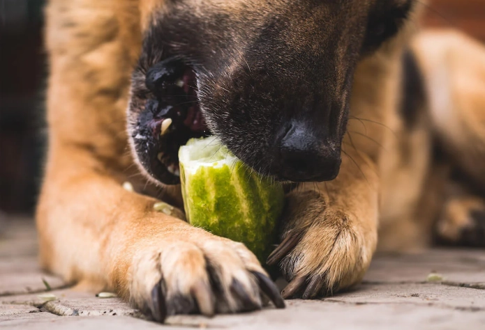 are pickles bad for dogs