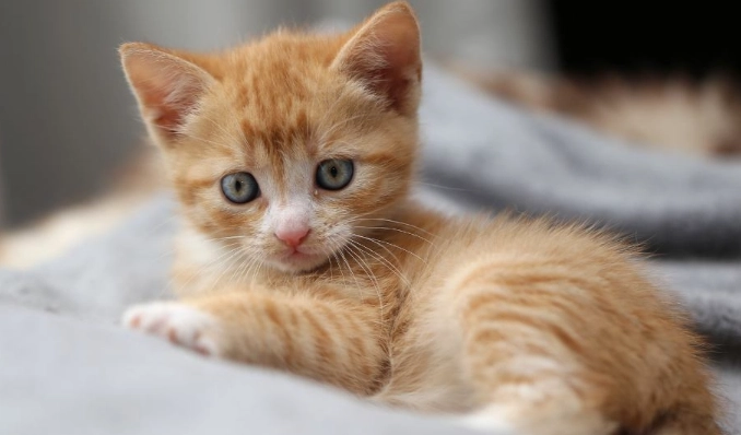 kitten eye development