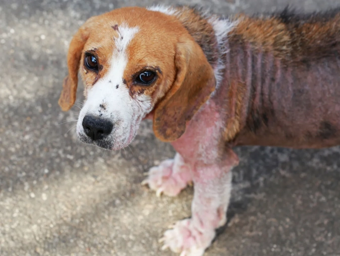 types of mange in dogs