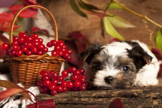 dogs and cranberries