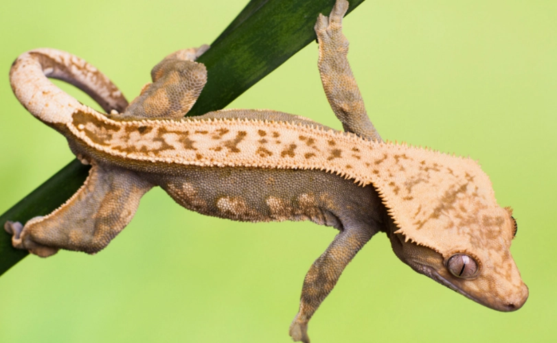 crested gecko setup