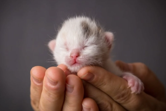 newborn kitten care