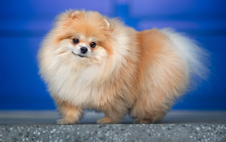 smallest dog breeds
