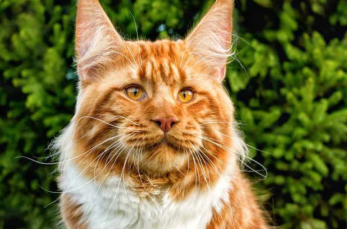 big domestic cats big domestic cats