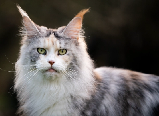 big domestic cats big domestic cats