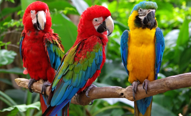 macaw parrot care
