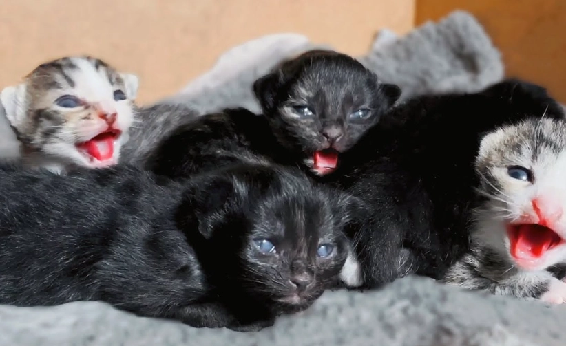 kitten eye development