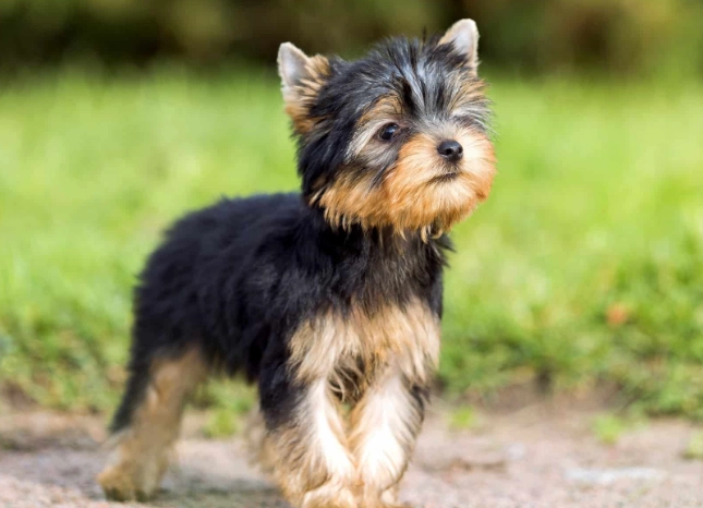 tiny dog breeds for apartments
