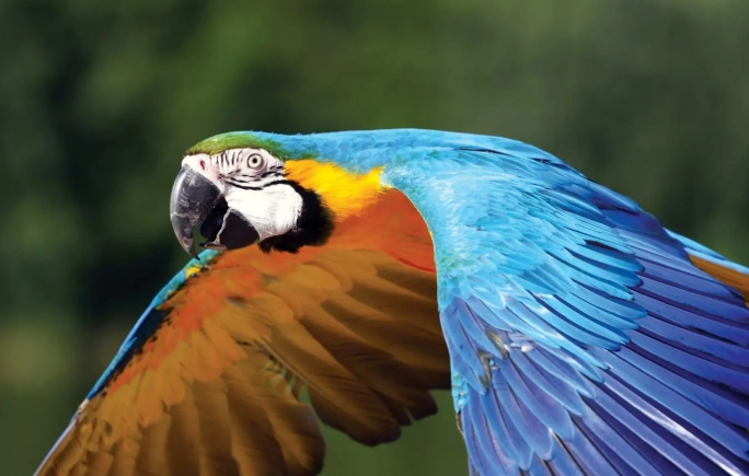 macaw species