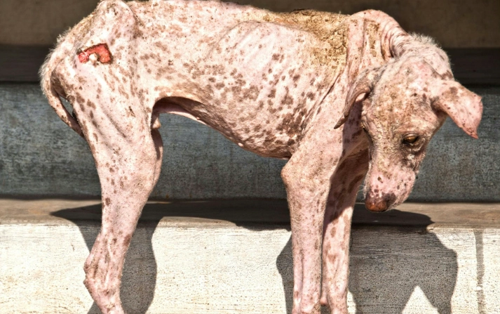 types of mange in dogs