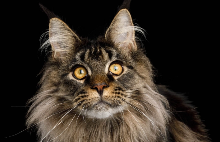 large cat breeds large cat breeds