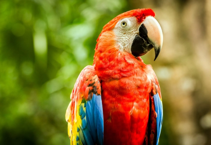 macaw parrot care