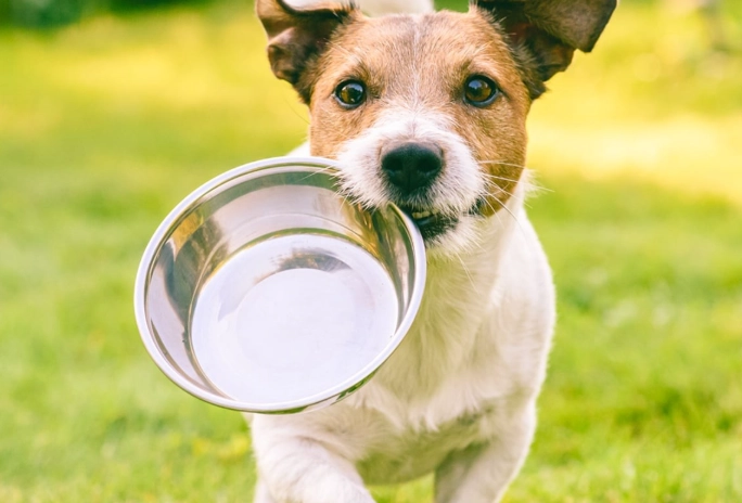 is pomegranate safe for dogs