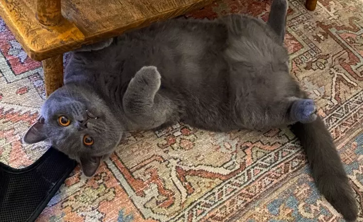 feline infectious peritonitis