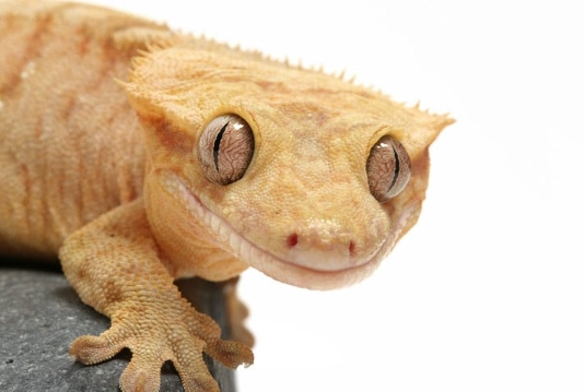 crested gecko diet