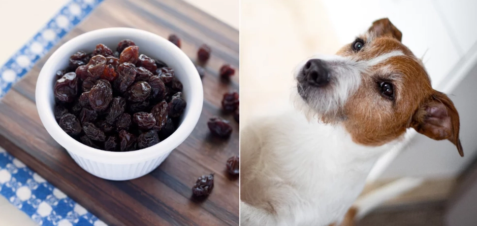are raisins bad for dogs are raisins bad for dogs