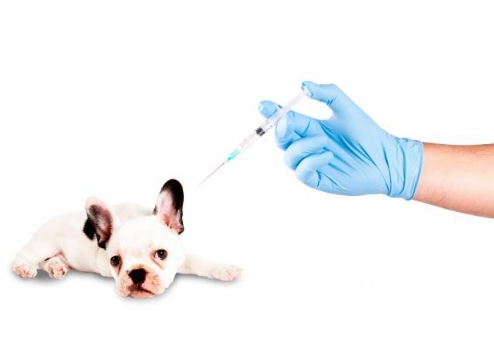 what is dhpp vaccine