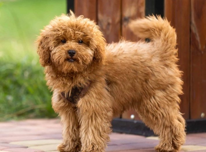 maltipoo temperament