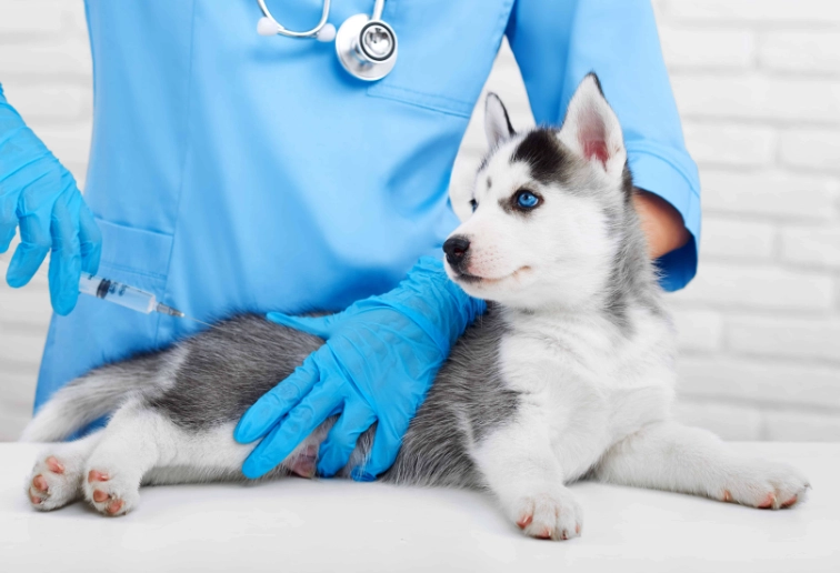 dhpp vaccine schedule